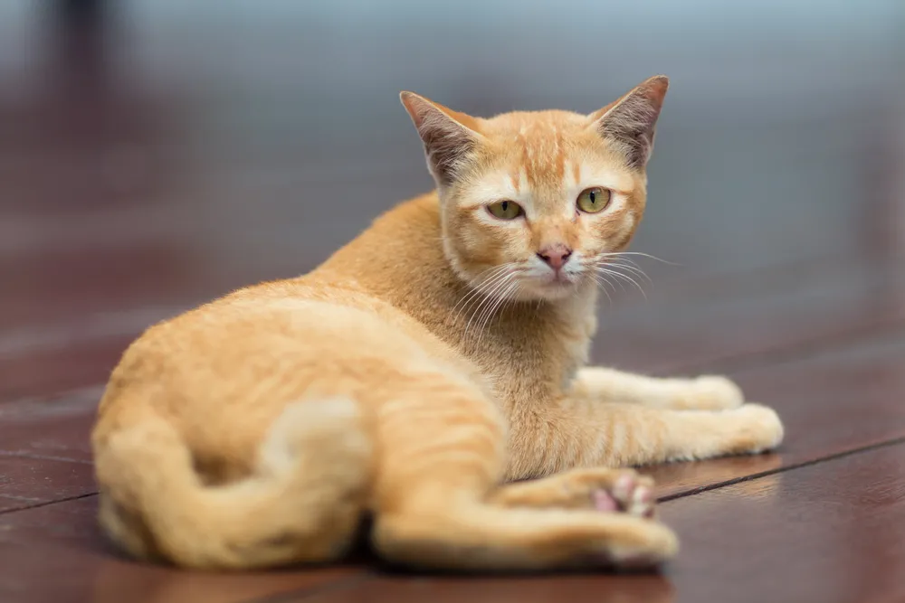 Lewica w liście do premiera pyta o sklepy z artykułami dla zwierząt w czasie stanu epidemicznego