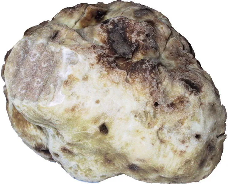 835043-744px-truffle-washed-and-cutted.jpg