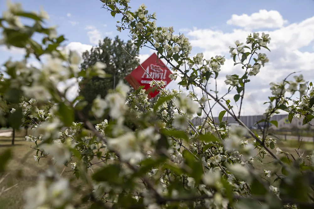 Systemowe zarządzanie w ANWILU