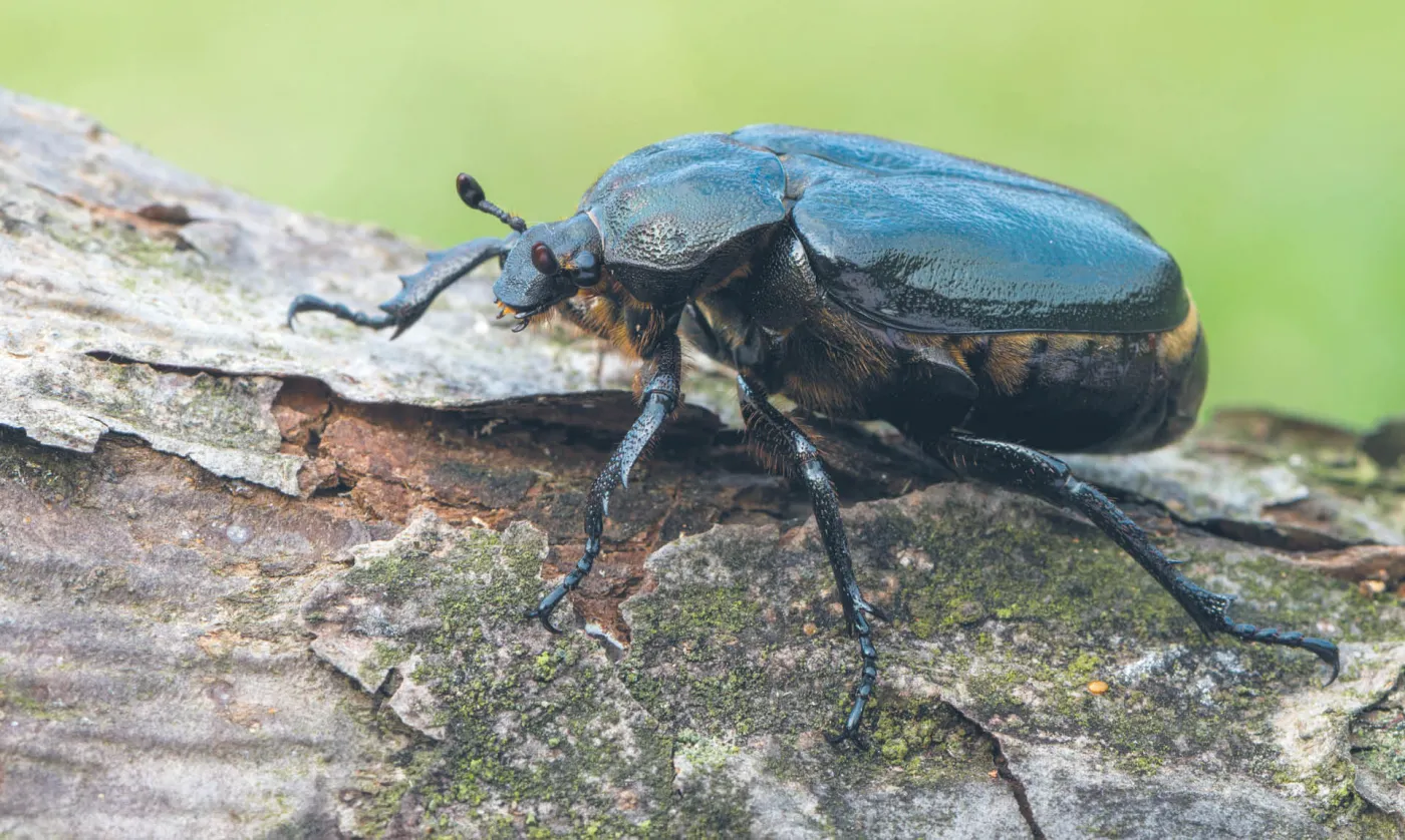 Murem za pachnicą dębową. Natura 2000 chroni europejską przyrodę