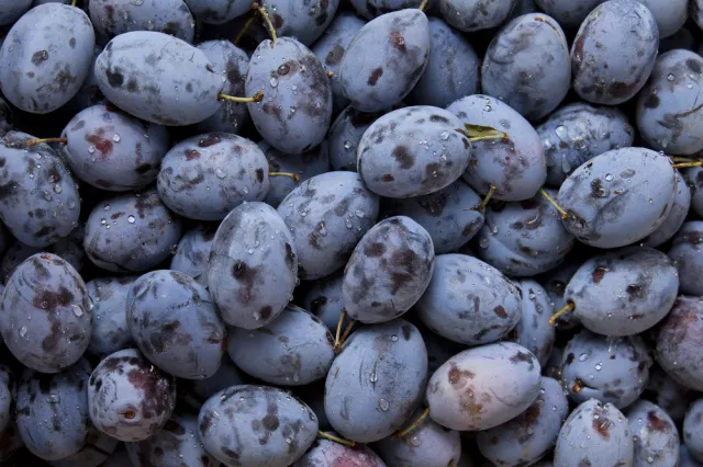 Susza nie sprzyja sadownikom. Będzie mniej owoców?