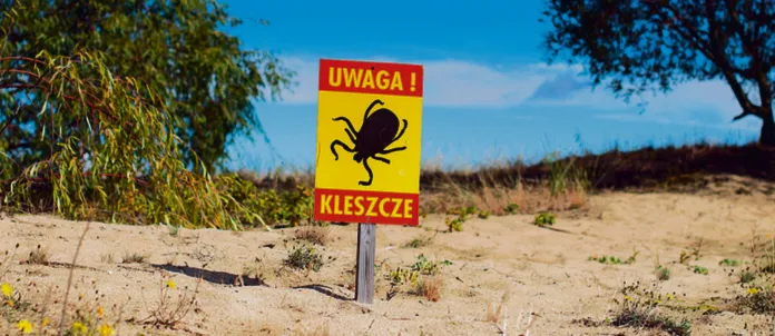 Pogoda na szczepienia przeciw kleszczom
