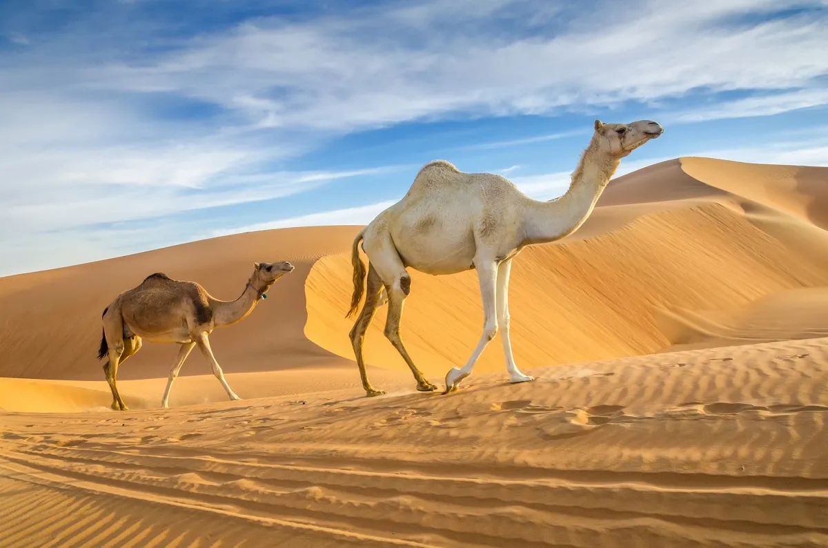 Wszystko co powinieneś wiedzieć, przed podróżą do Zjednoczonych Emiratów Arabskich