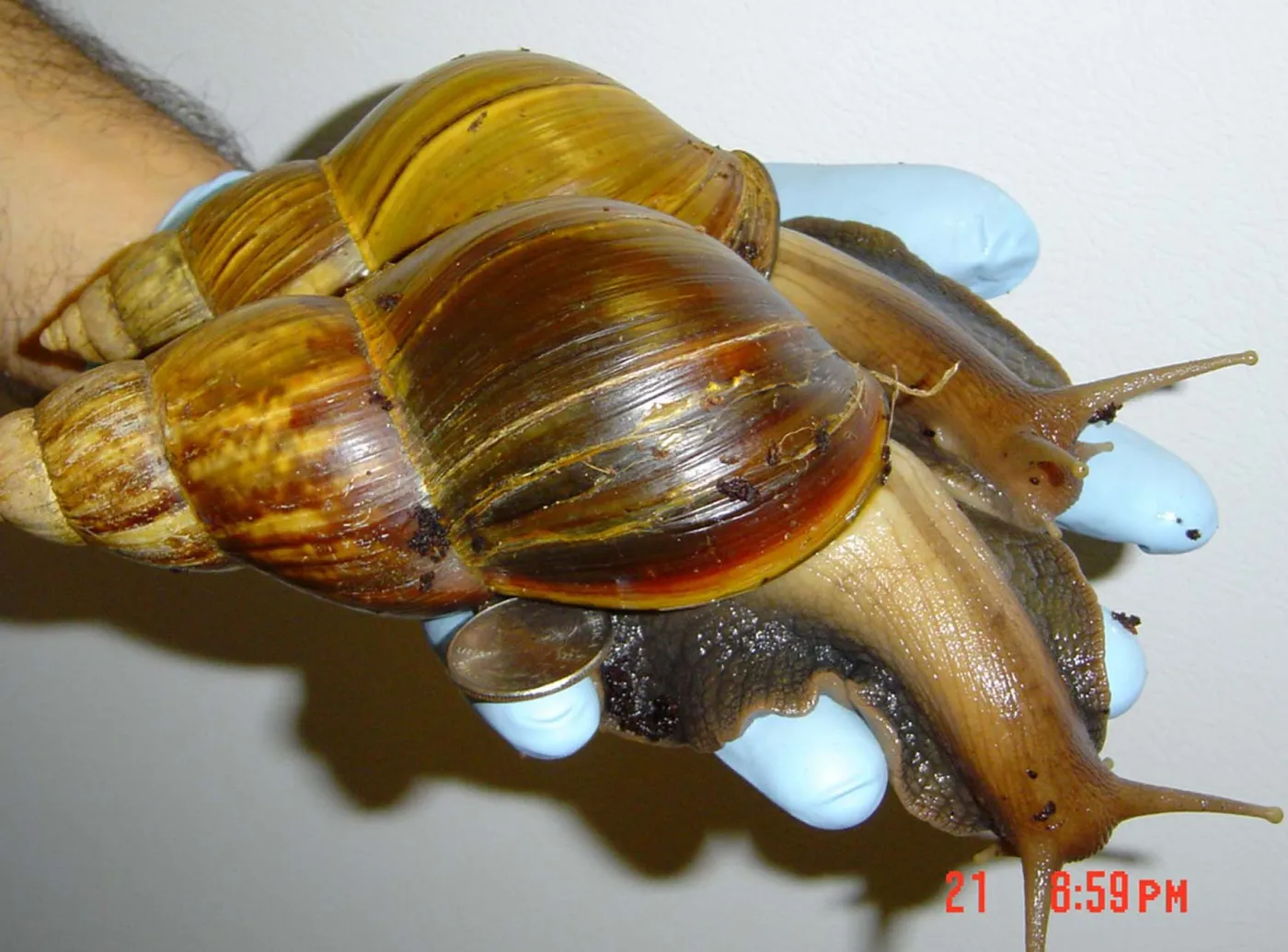 Wschodnioafrykańskie ślimaki-giganty