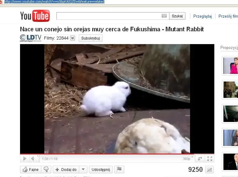 Królik mutant wywołał panikę w Japonii!