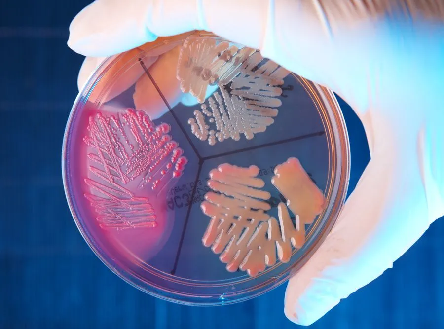 Plaga zakażeń bakterią E.coli