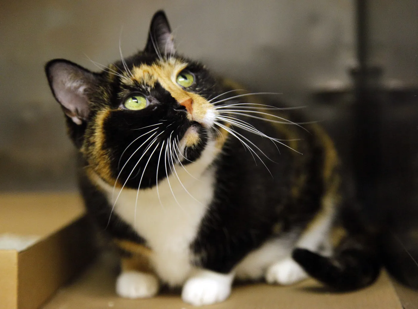 Szczęśliwie odnaleziona Willow