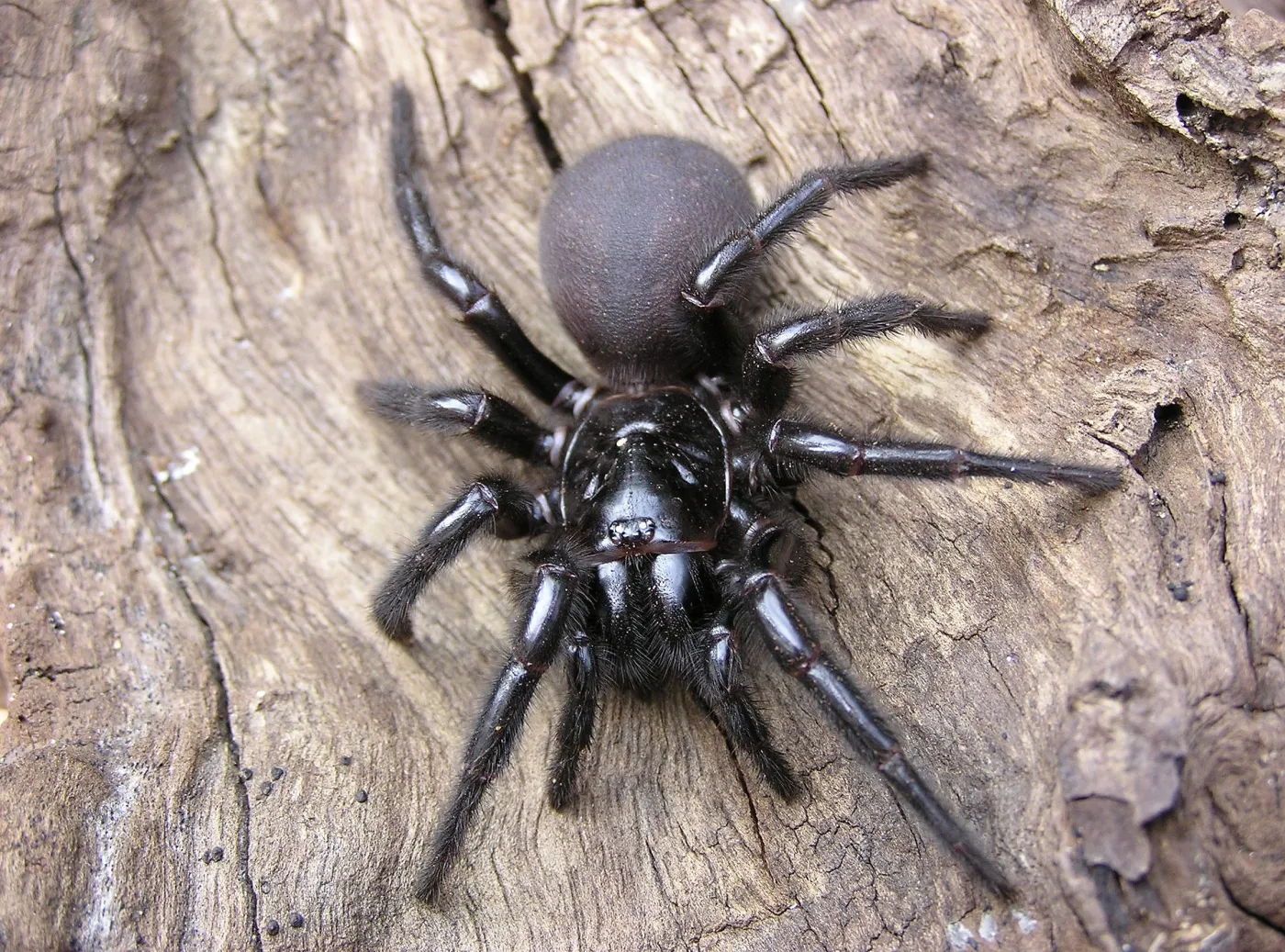 atraks ptasznik australijski pająk