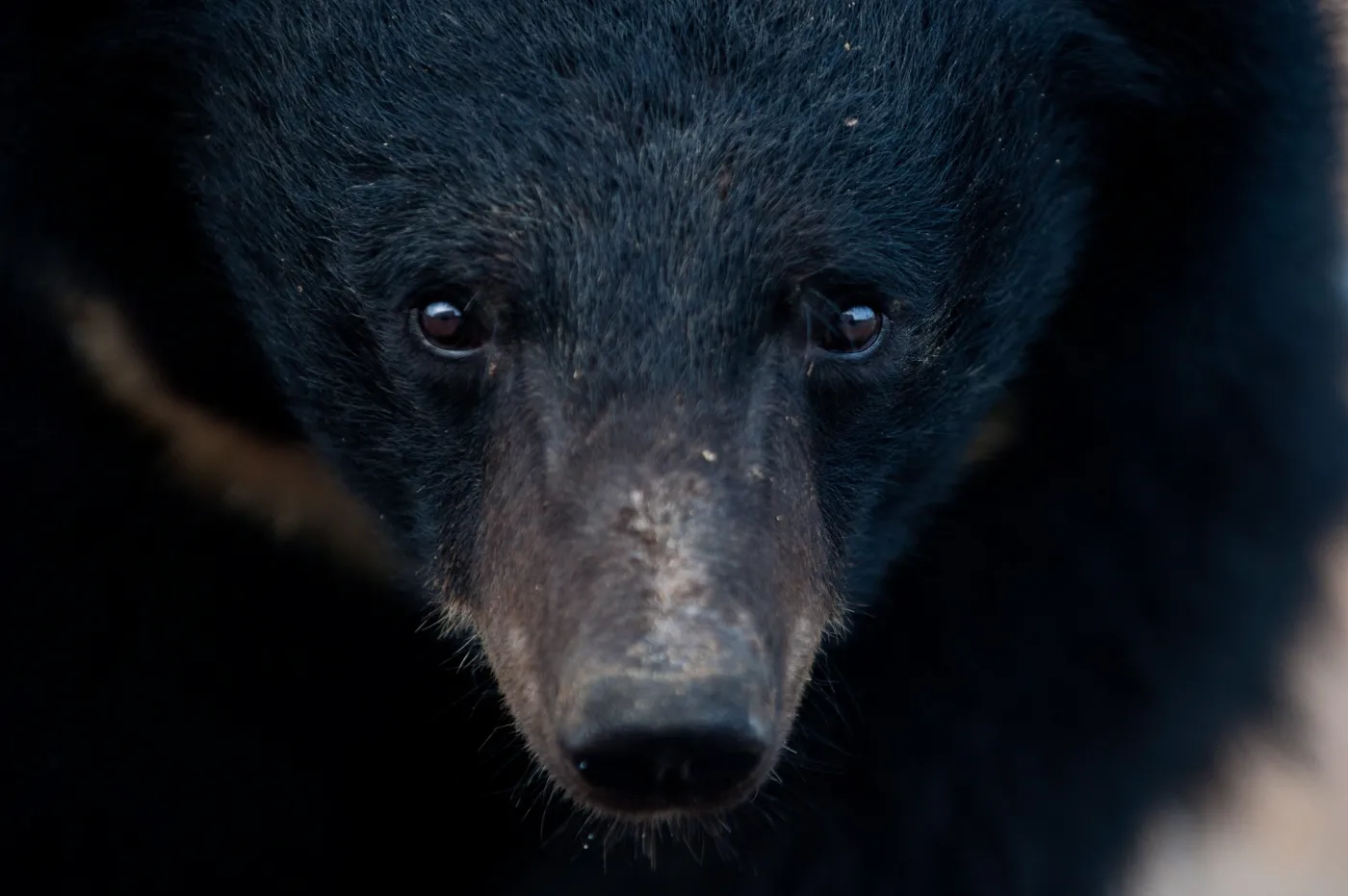 chiny miś niedźwiedź himalajski