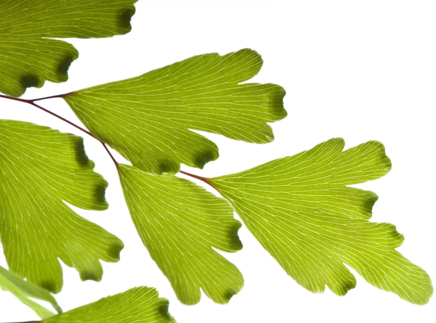 miłorząb japoński ginko biloba