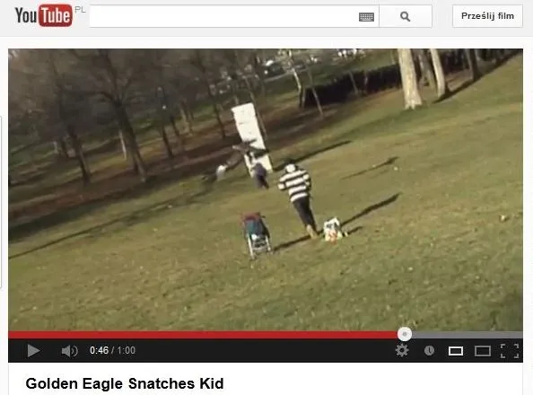 Orzeł próbował porwać dziecko. Niesamowite wideo