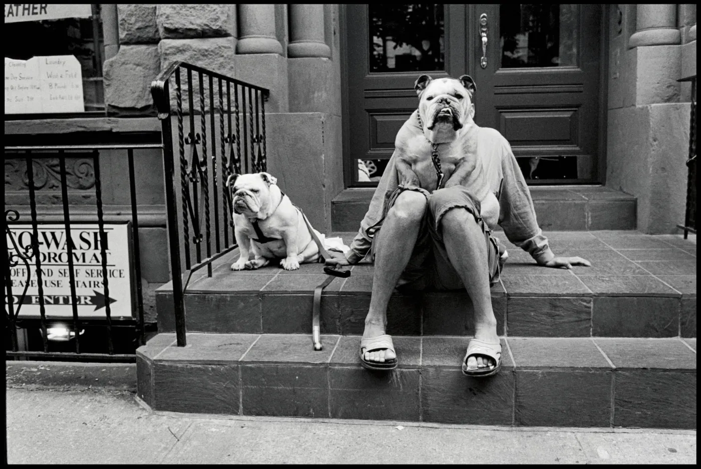 New York City, 2000 (2 bulldogs)
