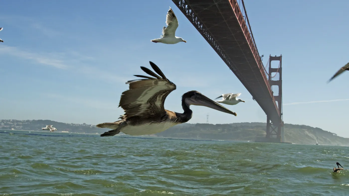 4413006-brazowy-ep-pod-mostem-golden-gate.jpg
