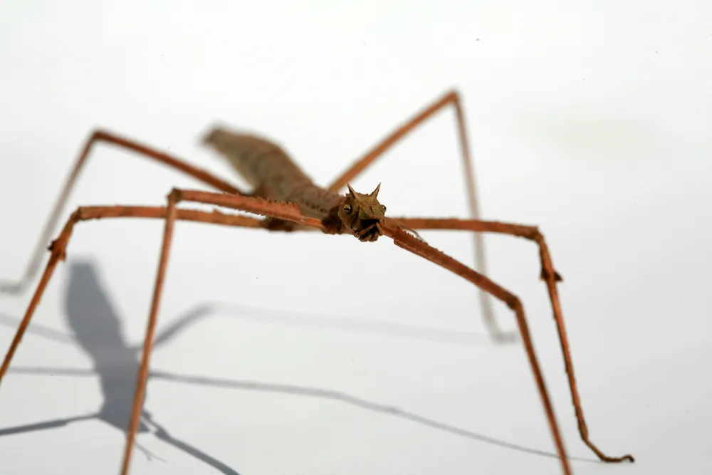 Patyczak indyjski (Carausius morosus)