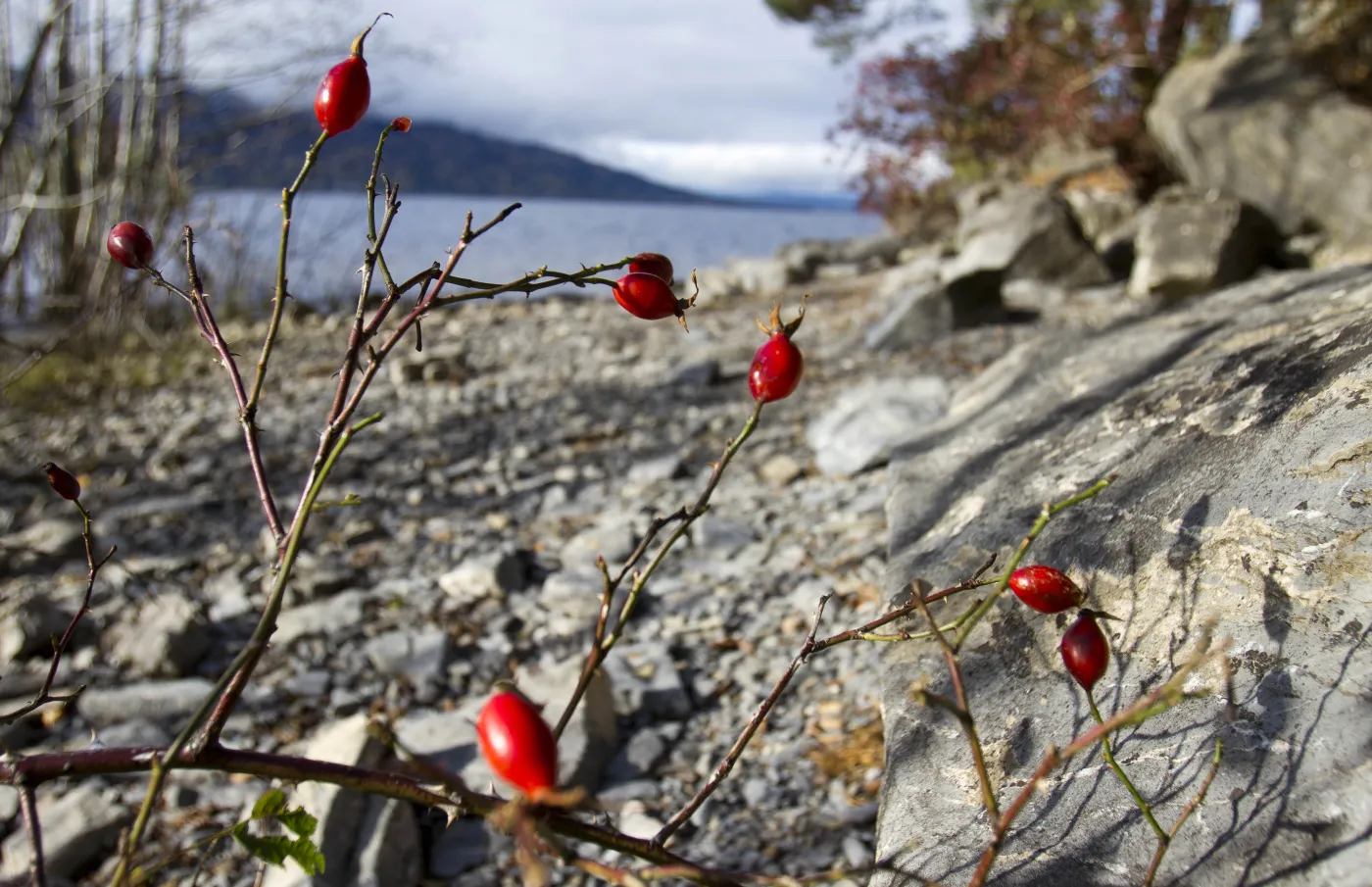 5200363-utoya-norweska-wyspa-na-ktorej.jpg