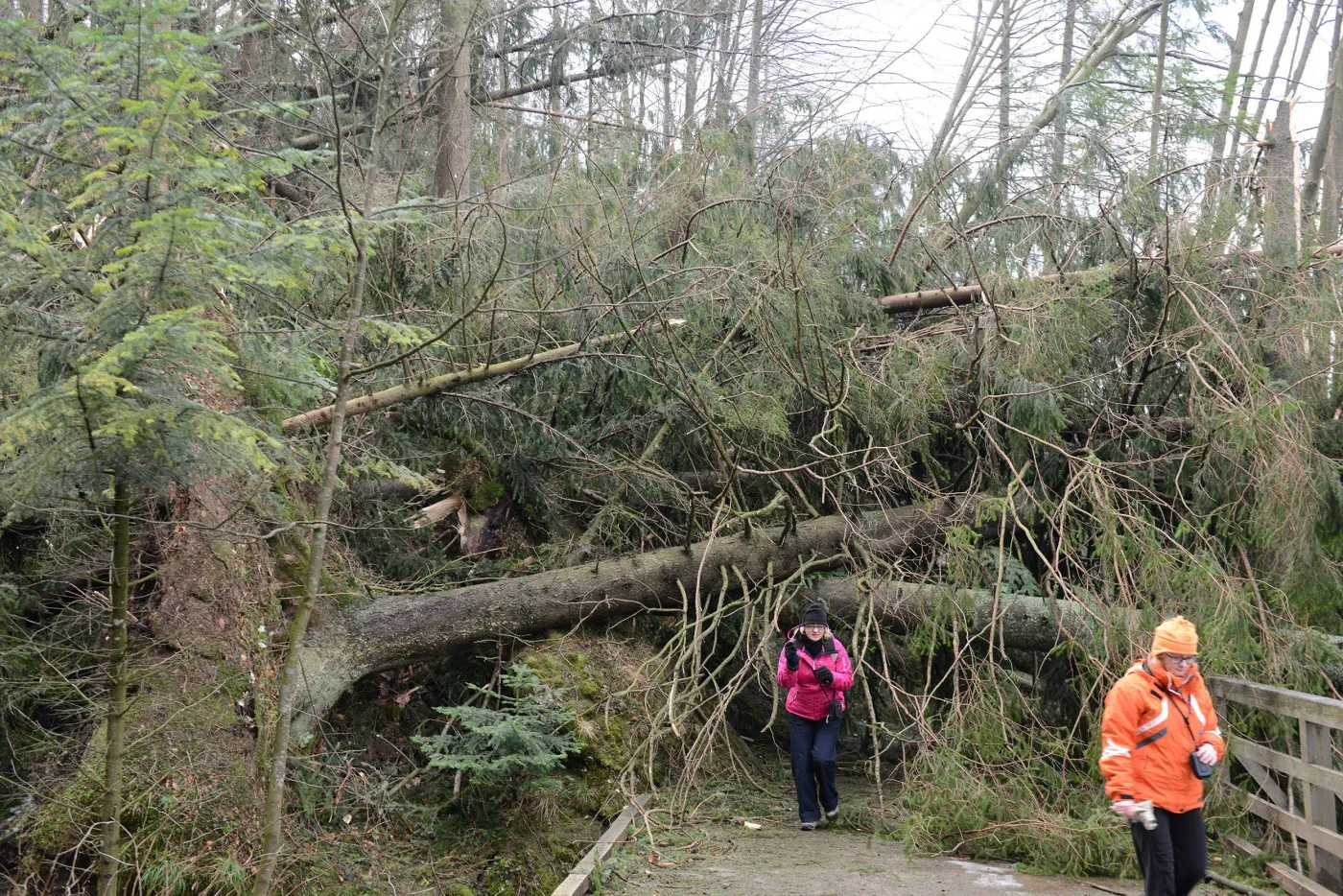 Połamane drzewa, jest niebezpieczne. Skutki wichury w Tatrach