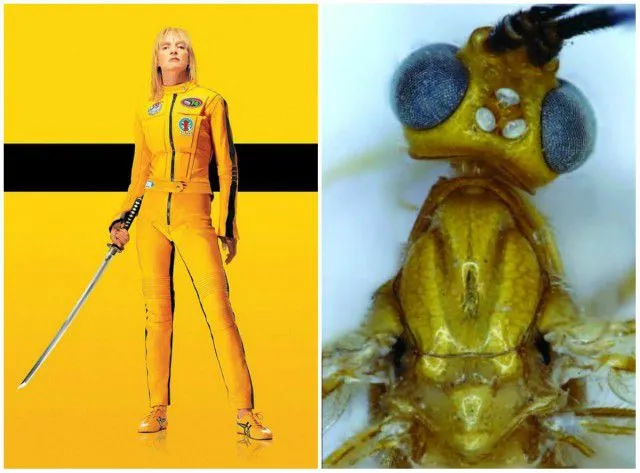 Cystomastacoides Kiddo (foto: www.entu.cas.cz)