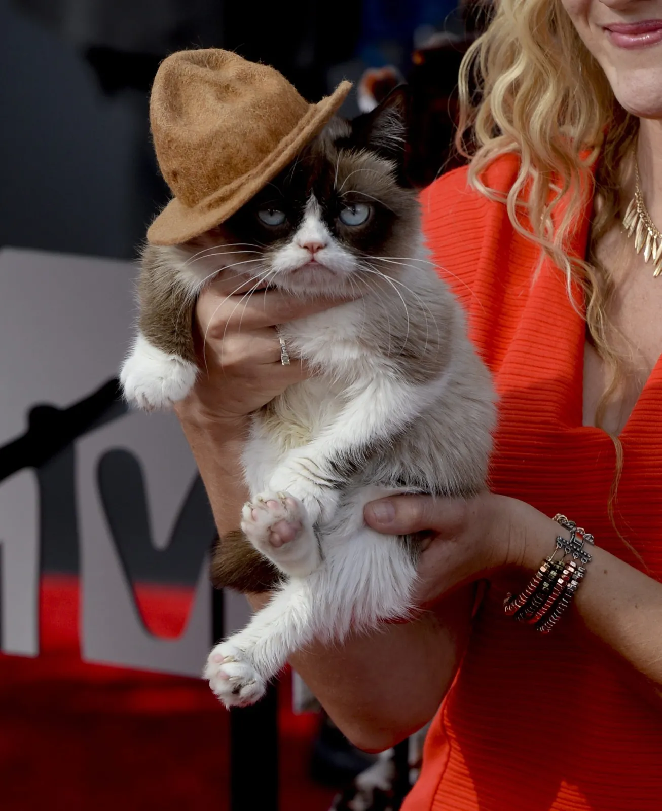 6164031-grumpy-kitty-na-czerwonym-dywanie.jpg