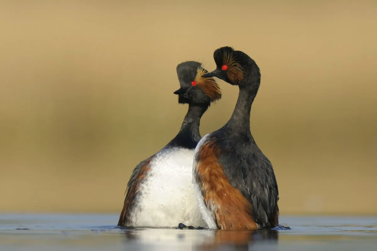 Panie proszą panów, Miłosz Kowalewski