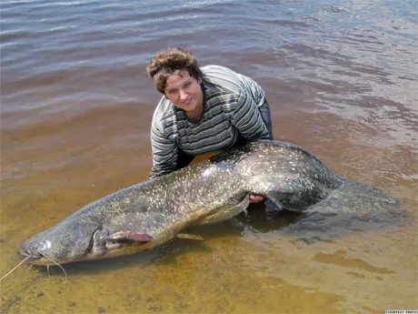 Olbrzymi sum złowiony w Prypeci