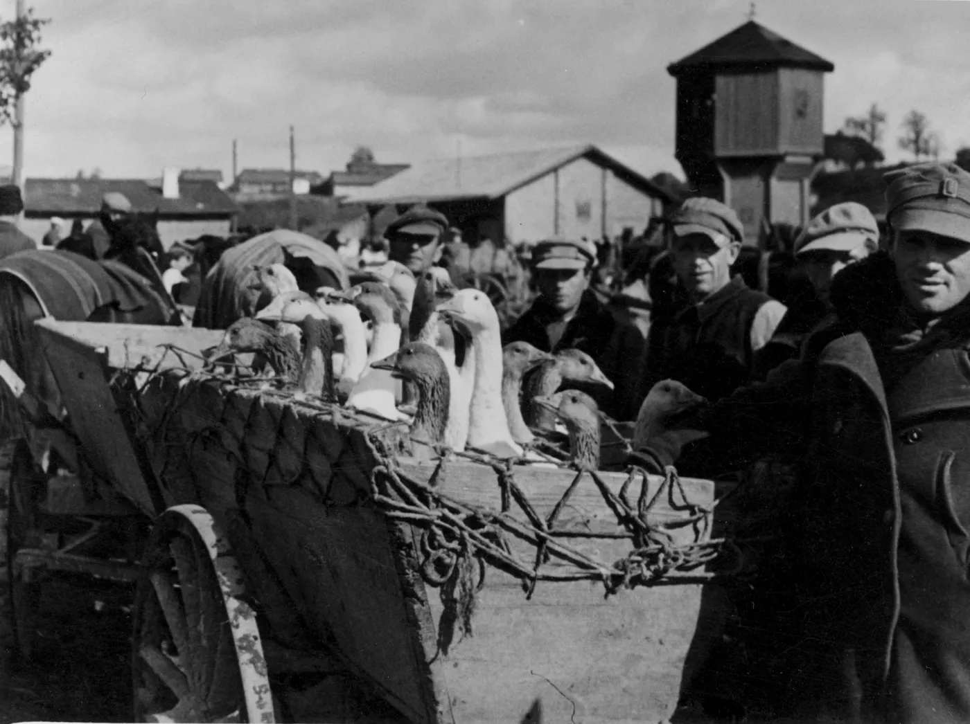 8139495-wola-przetrwania-silniejsza-byla.jpg