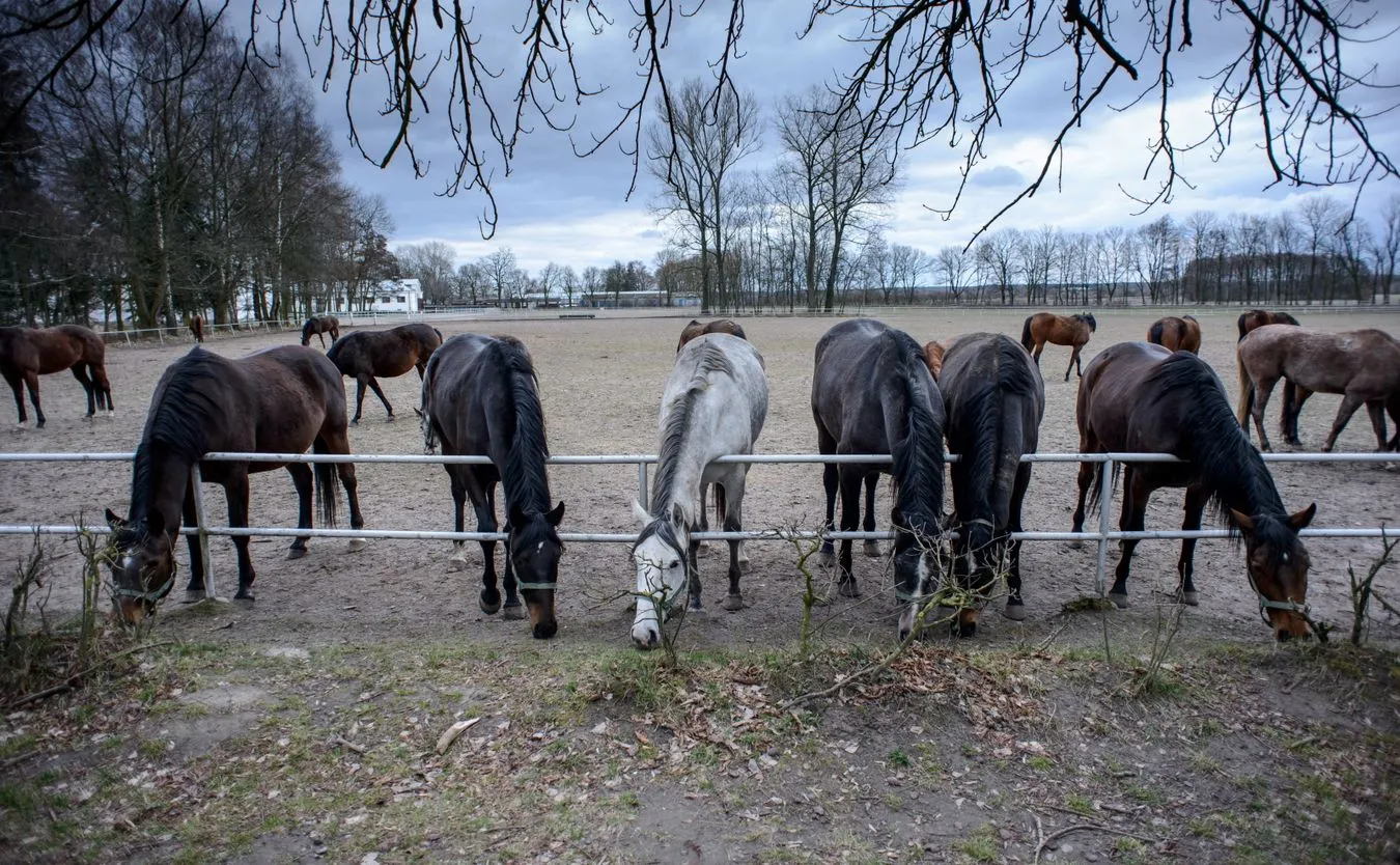 Konie ze stadniny w Janowie Podlaskim