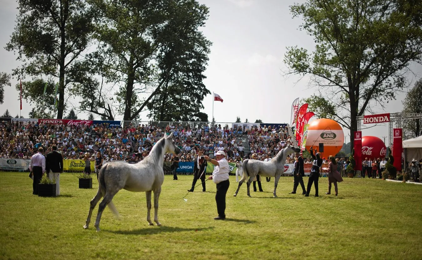 Aukcja koni w Janowie Podlaskim