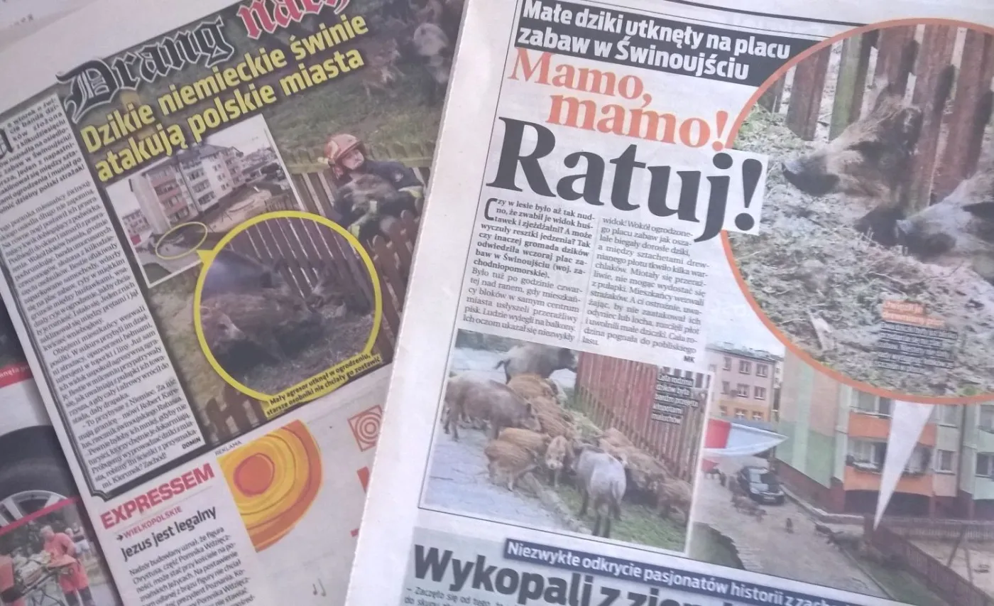 "Super Express" i "Fakt" o dzikach w Świnoujściu