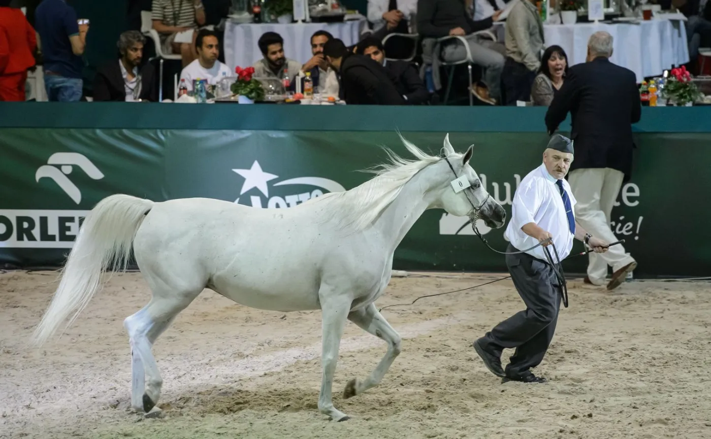 Po aukcji koni w Janowie Podlaskim prezes ANR zlecił audyt, a PO złoży wniosek do prokuratury