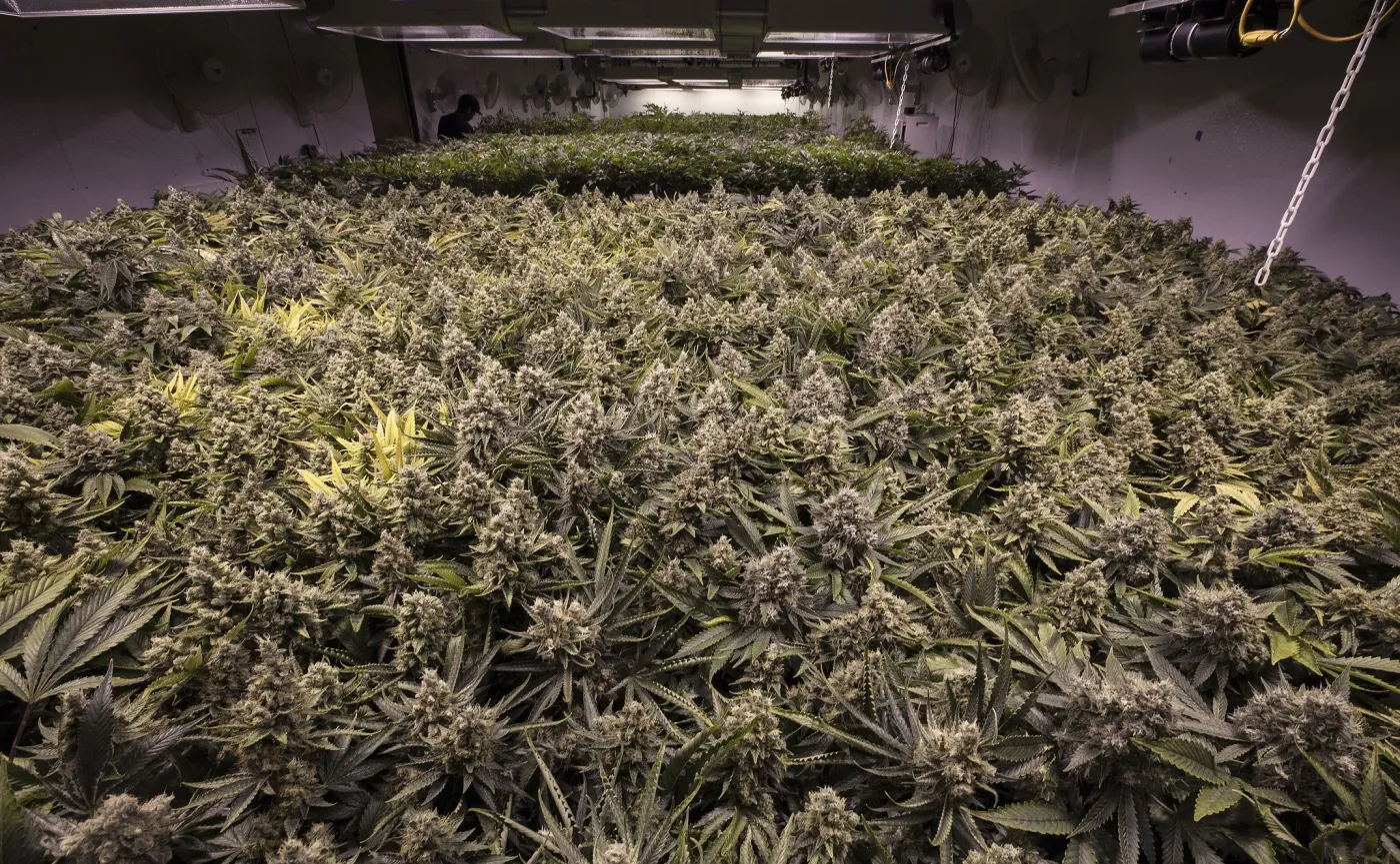 Przemysłowa uprawa konopi indyjskich