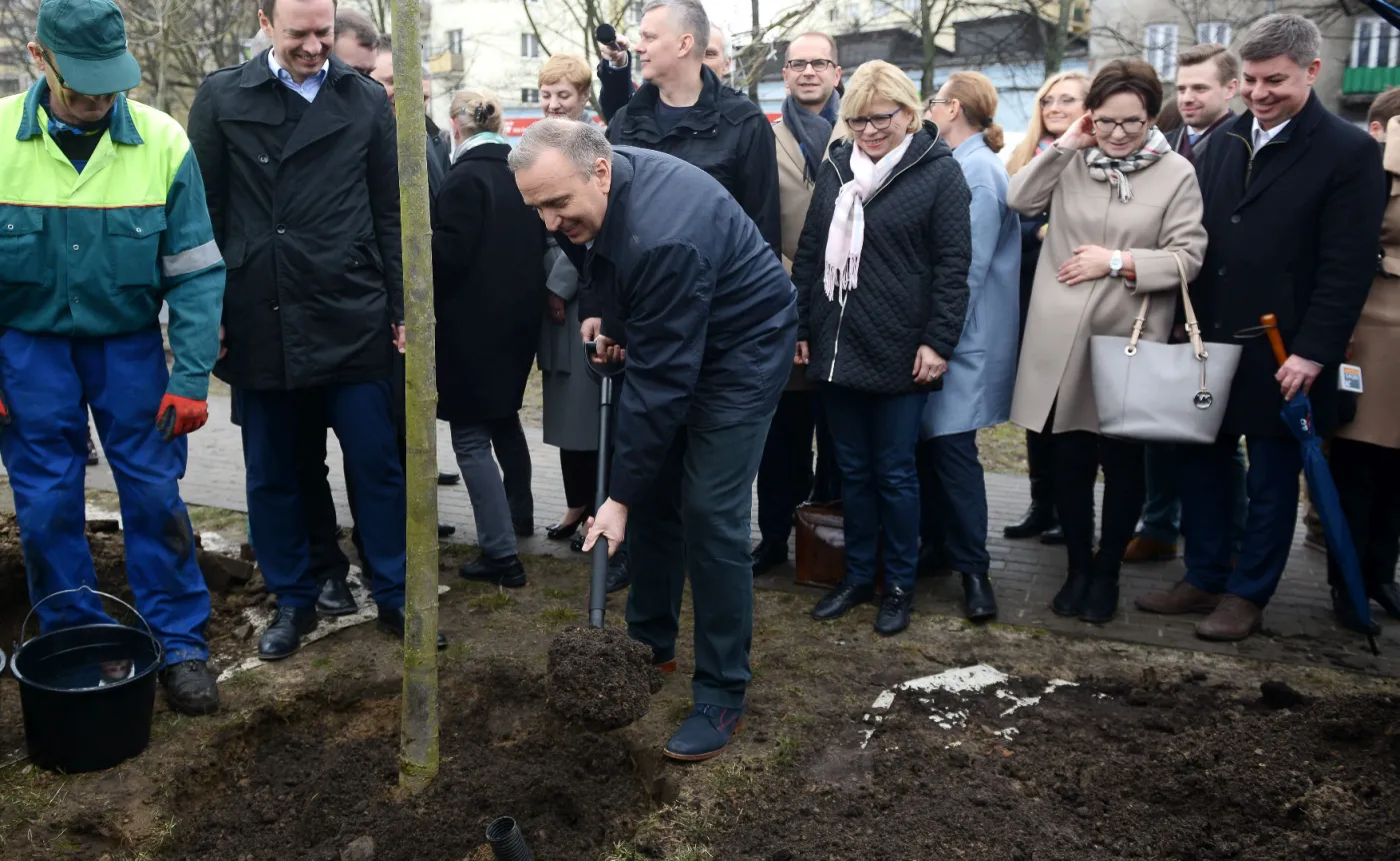 Grzegorz Schetyna wraz z posłami PO sadzi drzewa w Warszawie