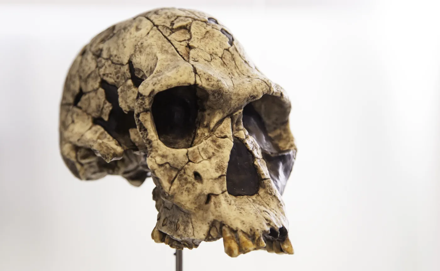 Czaszka prehistorycznego człowieka