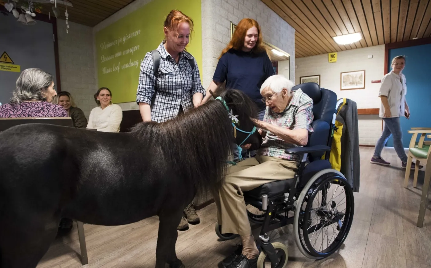 KONIE POMAGAJĄ STARSZYM PACJENTOM