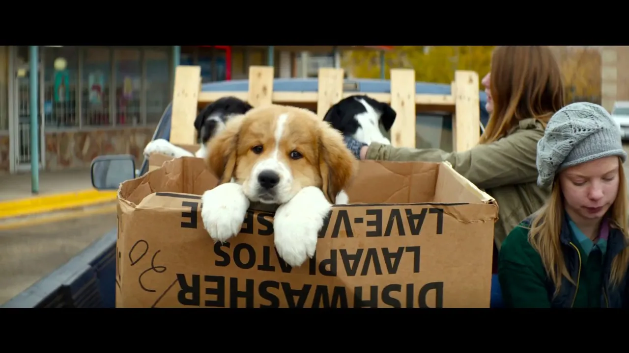 Kadr z filmu "Był sobie pies".