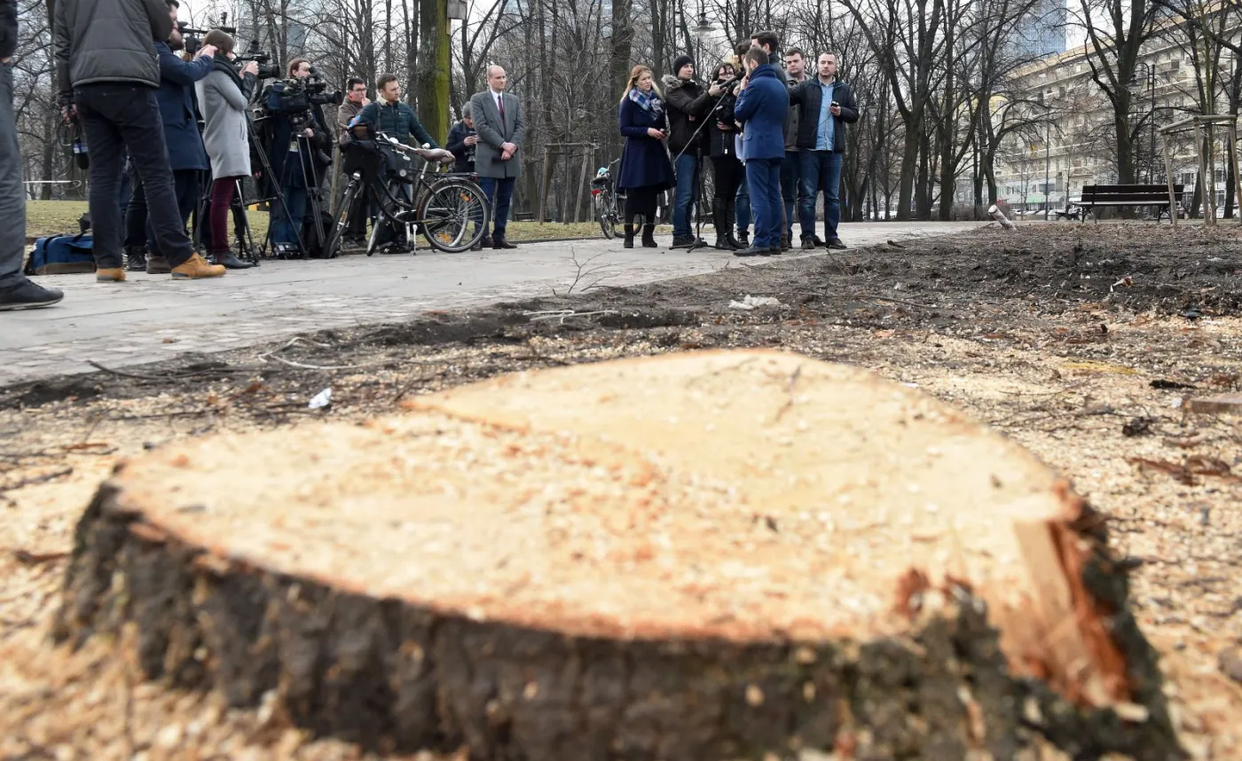 Pień po wyciętym drzewie w Parku Świętokrzyskim w Warszawie. W tle wiceprezydent m.st. Warszawy Michał Olszewski i stołeczny konserwator zabytków Michał Krasucki podczas konferncji prasowej