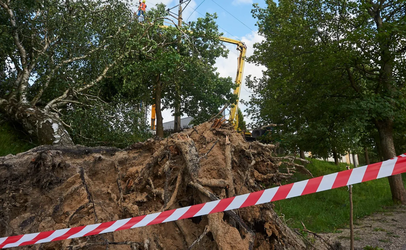 Zniszczone przez burzę drzewa