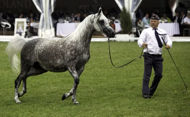 410 tys. euro za konie na aukcji Pride of Poland. Były prezes stadniny w Janowie: Katastrofa