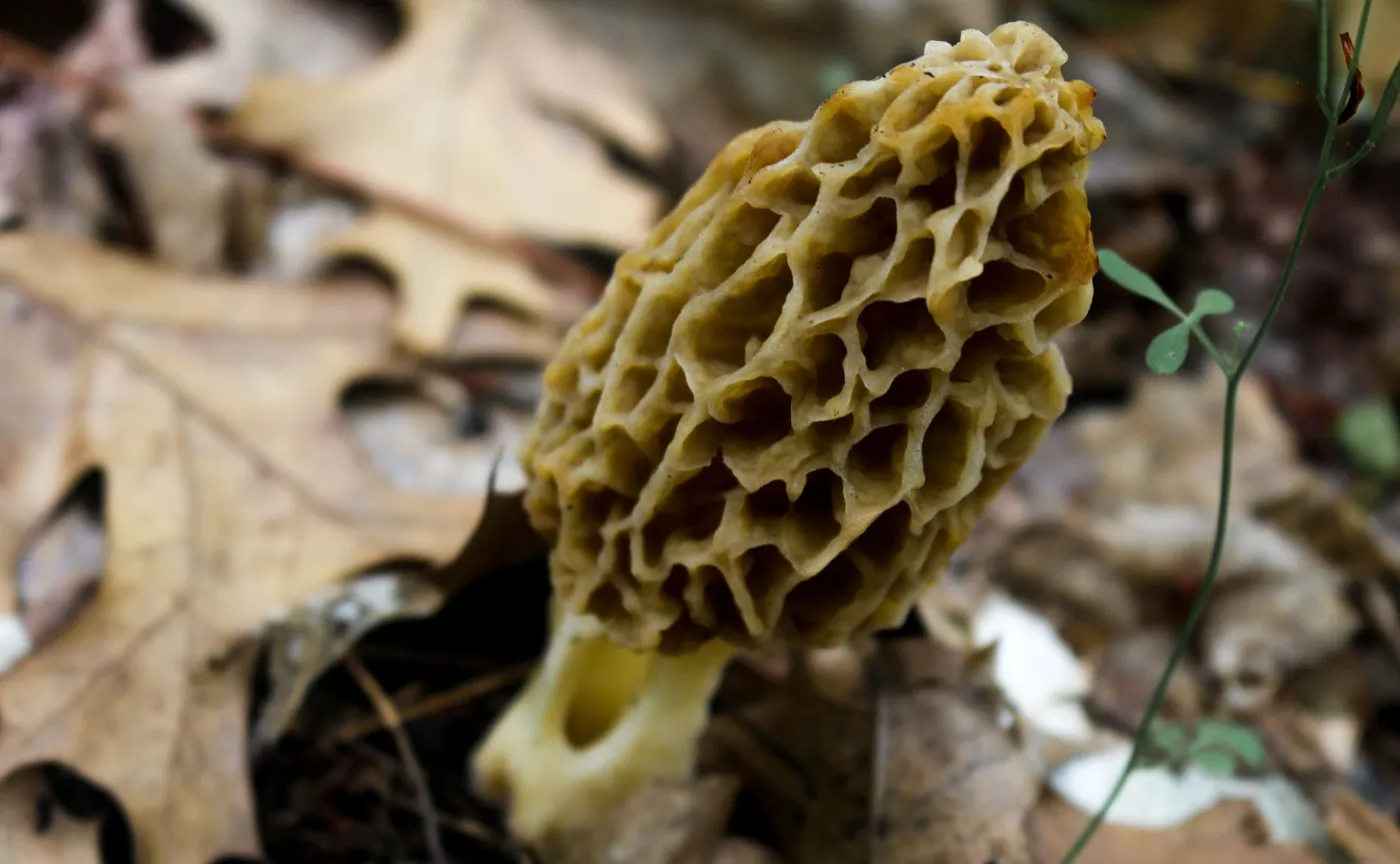 Smardz jadalny, Morchella esculenta
