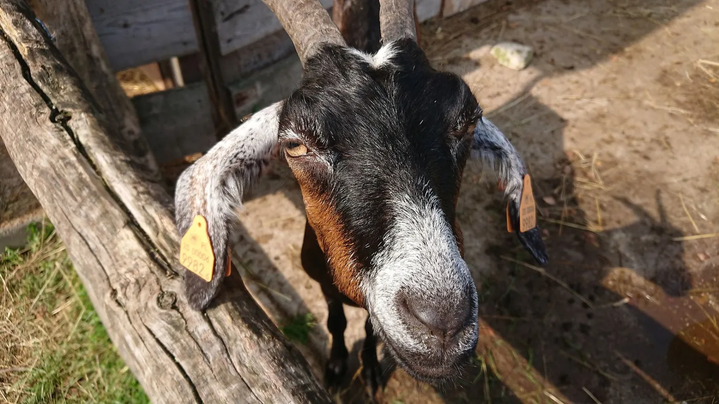 Zdjęcia zrobione telefonem Sony Xperia XZ1