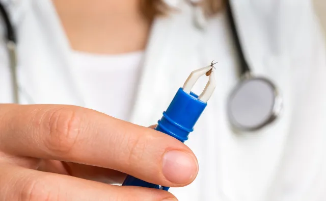 Nie tylko borelioza. Kleszcze roznoszą też dziesiątki innych chorób