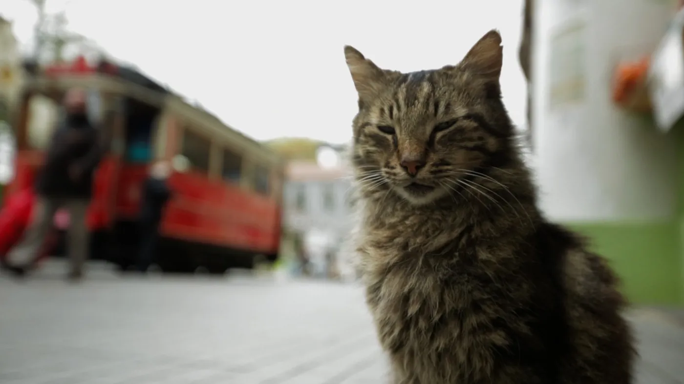Film "Kedi - Sekretne życie kotów" w kinach od 28 lipca 2017