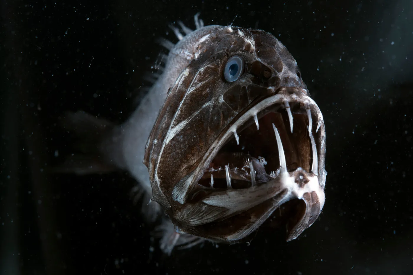 10566582-bpii-ep02-the-deep-01-embargoed.jpg