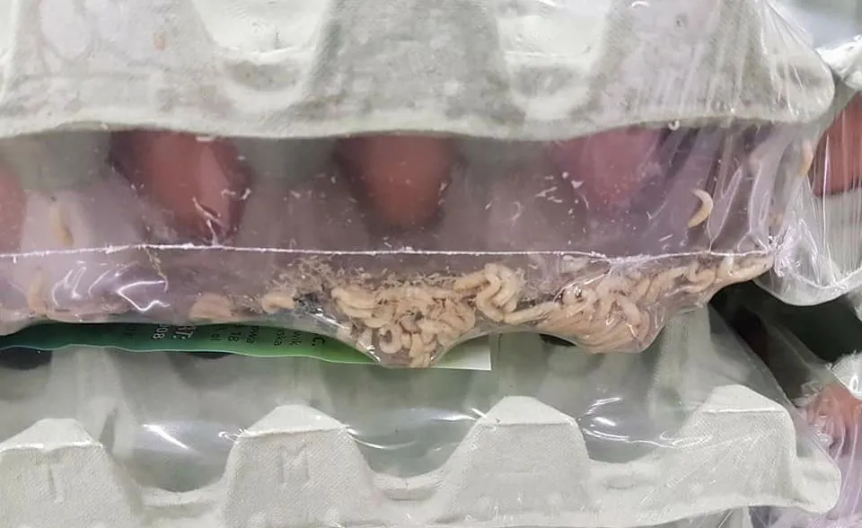 Larwy muchy w opakowaniach z jajkami