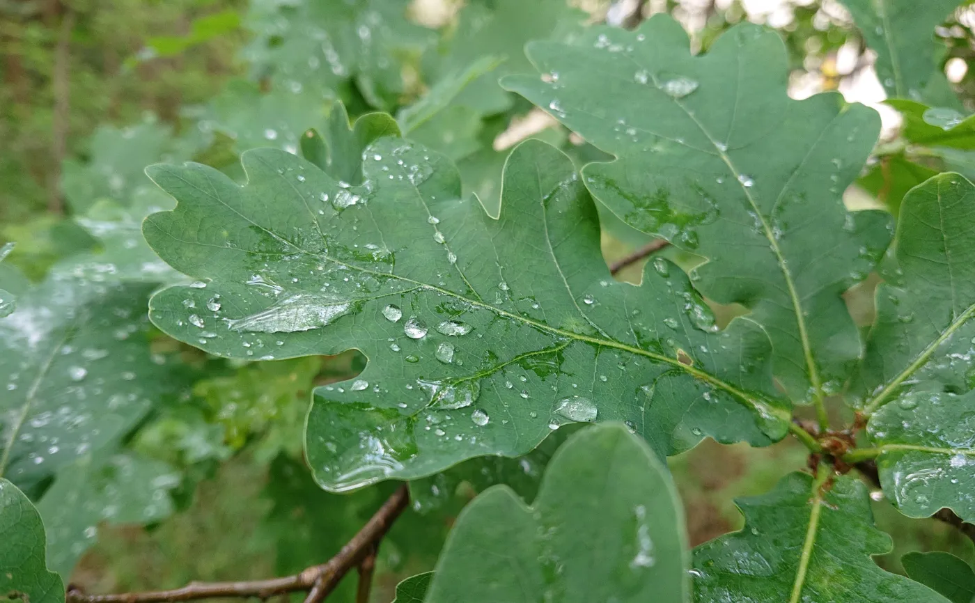 Zdjęcie zrobione telefonem Sony Xperia XZ2