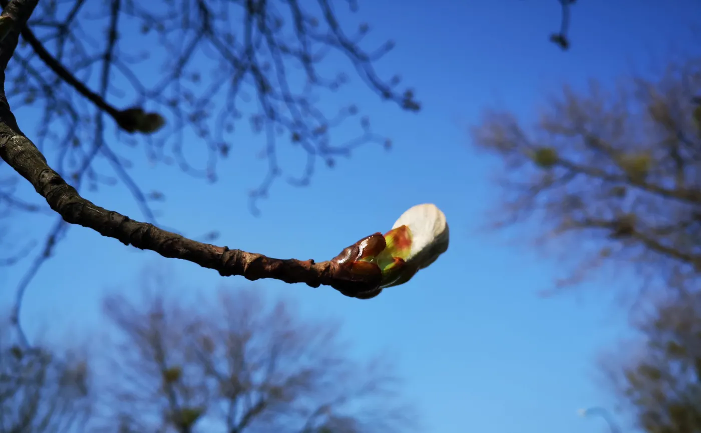 Zdjęcie wykonane Huaweiem P20 Pro