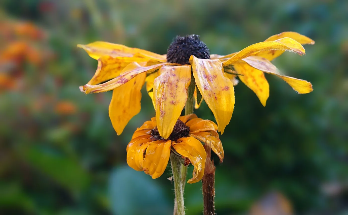 Zdjęcie wykonane telefonem Sony Xperia XZ3 - efekt bokeh
