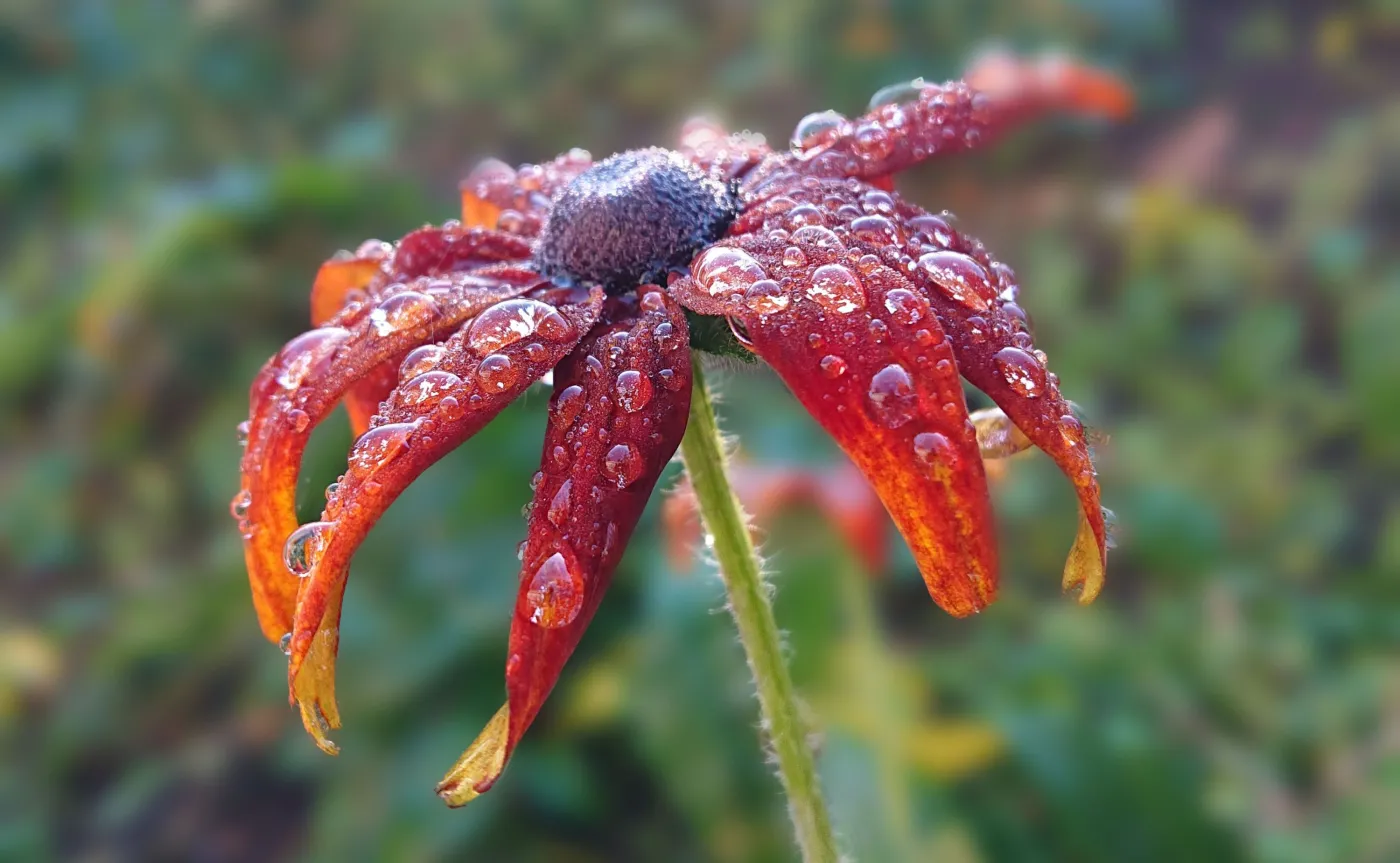 Zdjęcie wykonane telefonem Sony Xperia XZ3 - efekt bokeh