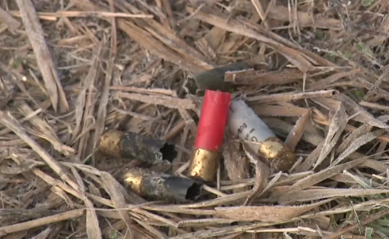 Włosi zastrzelili kilkaset ptaków nad Zalewem Wiślanym. Ornitolodzy: Doszło do rzezi [WIDEO]