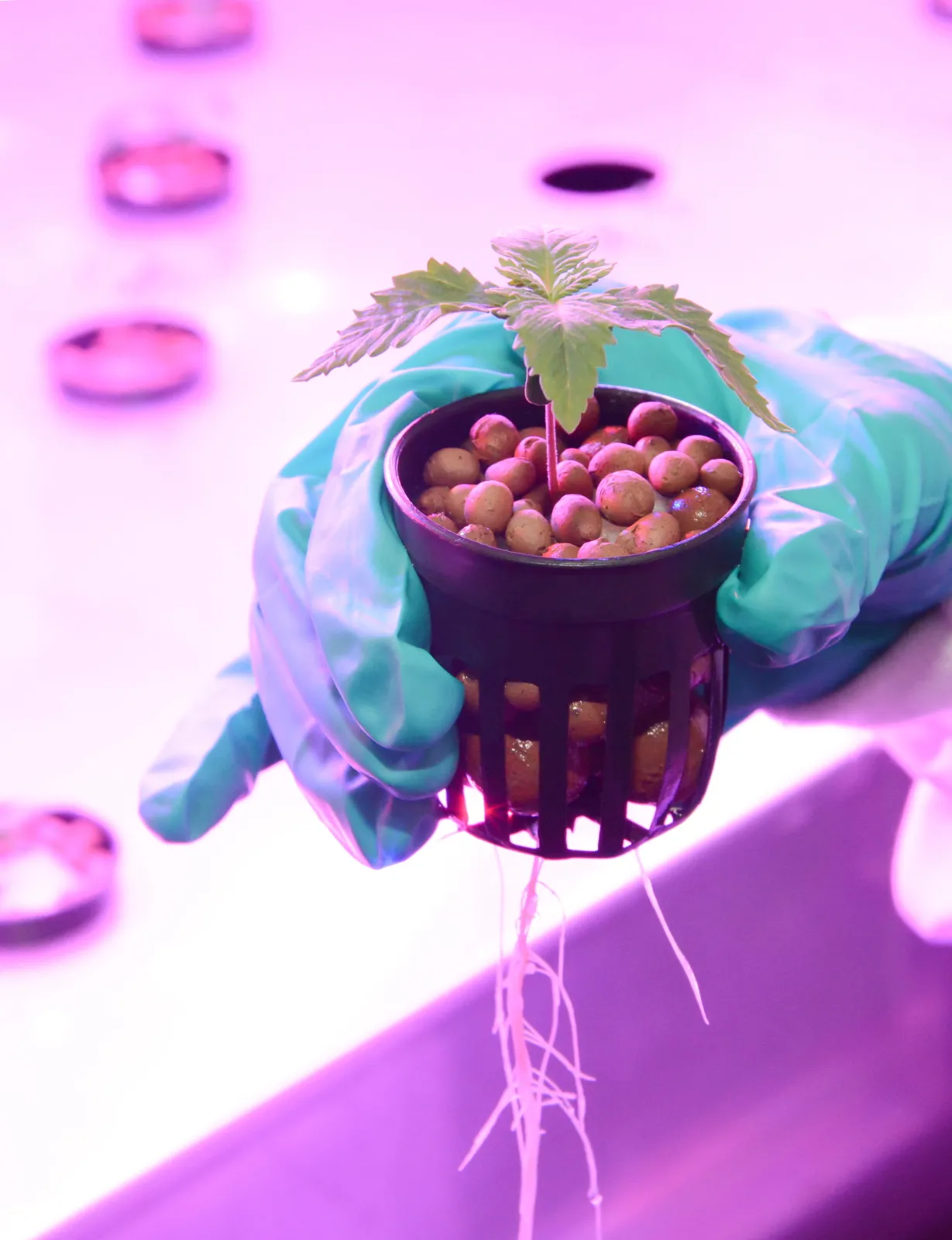 TAK UPRAWIA SIĘ MEDYCZNĄ MARIHUANĘ