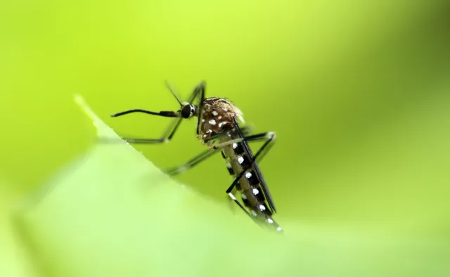 Atakuje groźny komar azjatycki. Zagrożenie epidemią